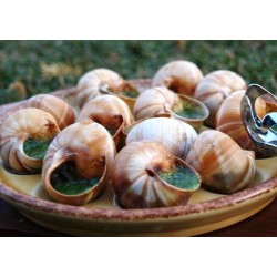 Escargots d'Alsace surgelés