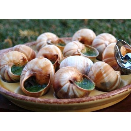 Escargots d'Alsace surgelés